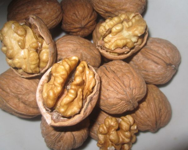 Quả &Oacute;c Ch&oacute; Sa Pa - Thơm Ngon - Bổ Dưỡng - Tốt Cho Sức Khỏe