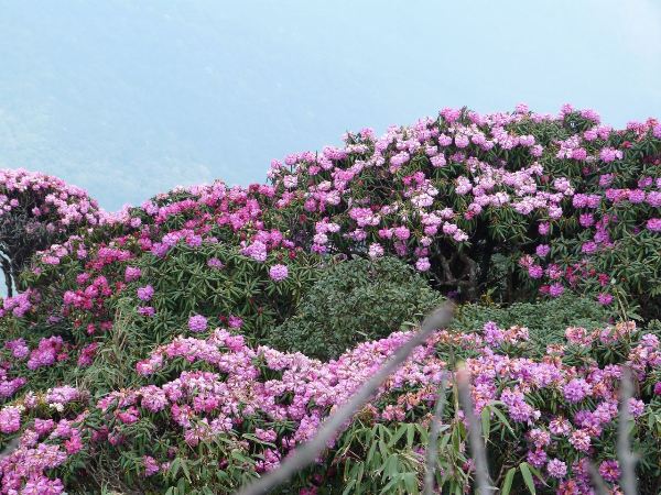 Hoa đỗ quyên rực rỡ tại Sapa