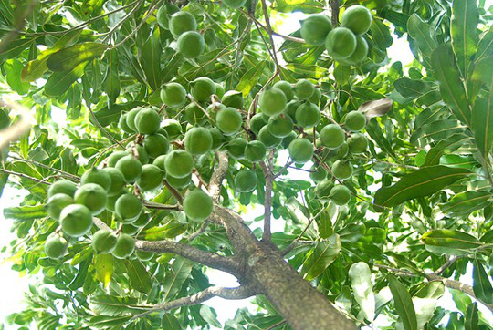 Macca đã được trồng thành công tại khu vực Tây Bắc - Việt Nam