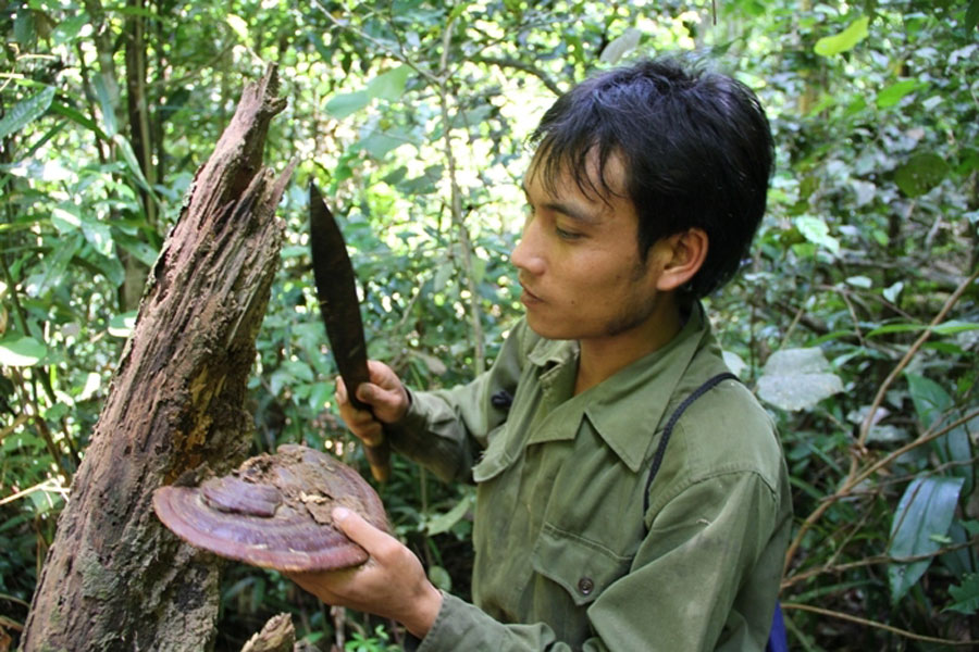Nấm Linh chi rừng mọc ở những khu rừng có độ cao 2000m