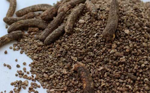 Hạt chuối hột rừng là vị thuốc nam chữa bệnh hiệu quả