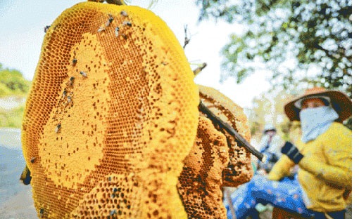 Khai thác phấn hoa mật ong rừng