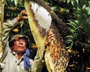 Mật ong rừng Tây Bắc được người dân ở đây trực tiếp lấy từ trên rừng