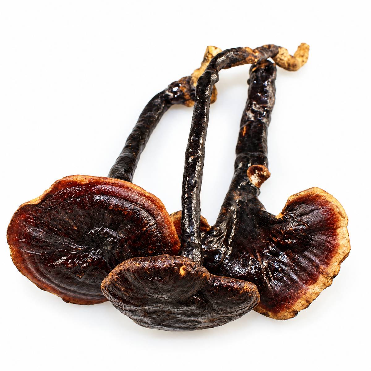 nấm linh chi rừng