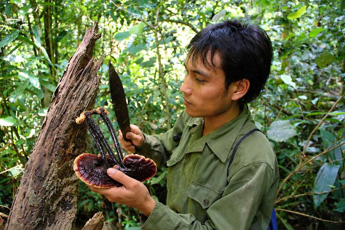 khai thác nấm linh chi rừng cổ cò