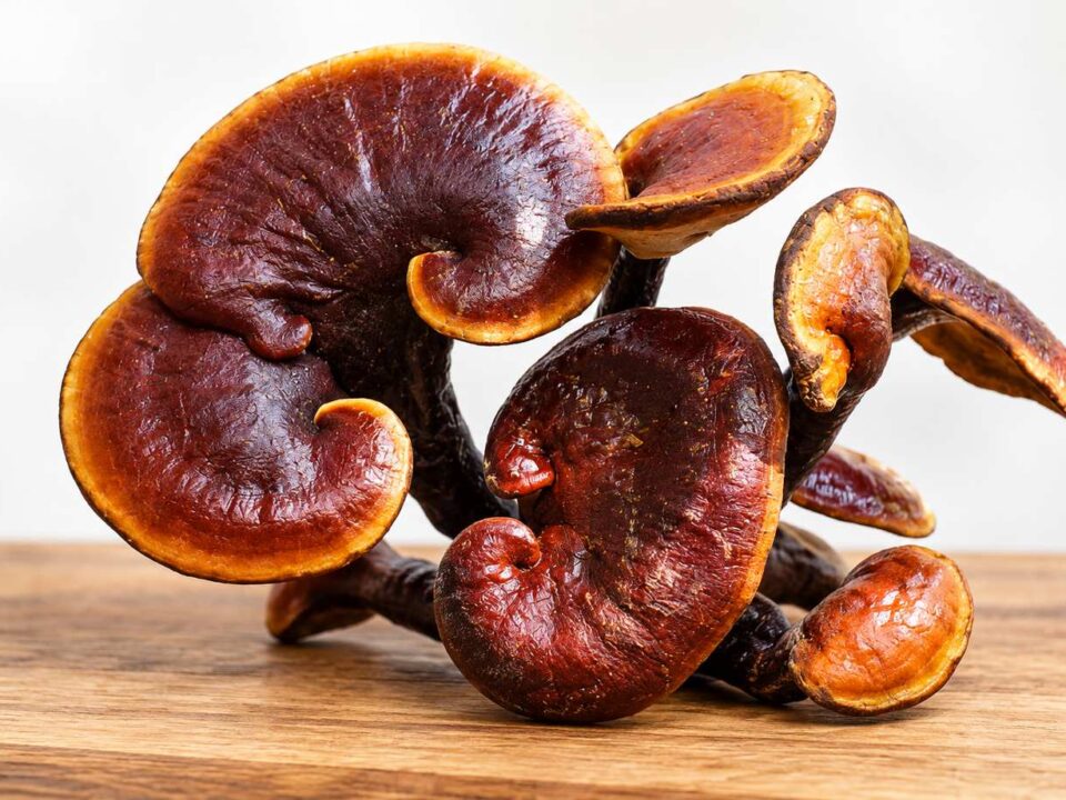 nấm lim xanh rừng tự nhiên